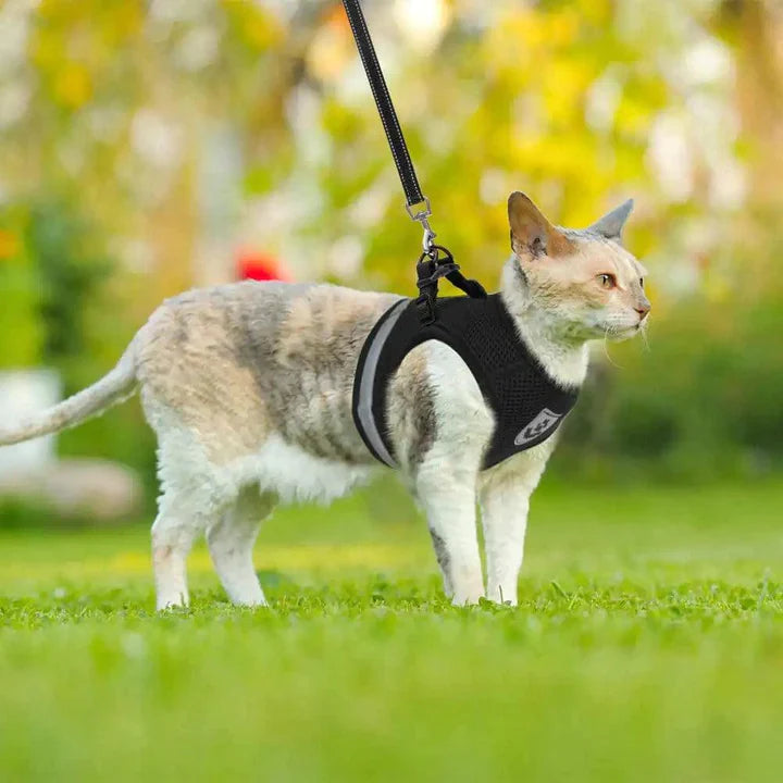 Cat Harness and Leash Set.