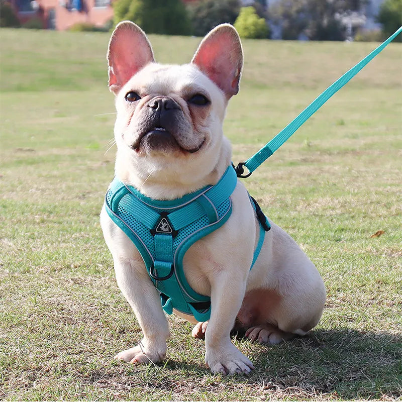 Cozy Cat Pet Harness and Leash