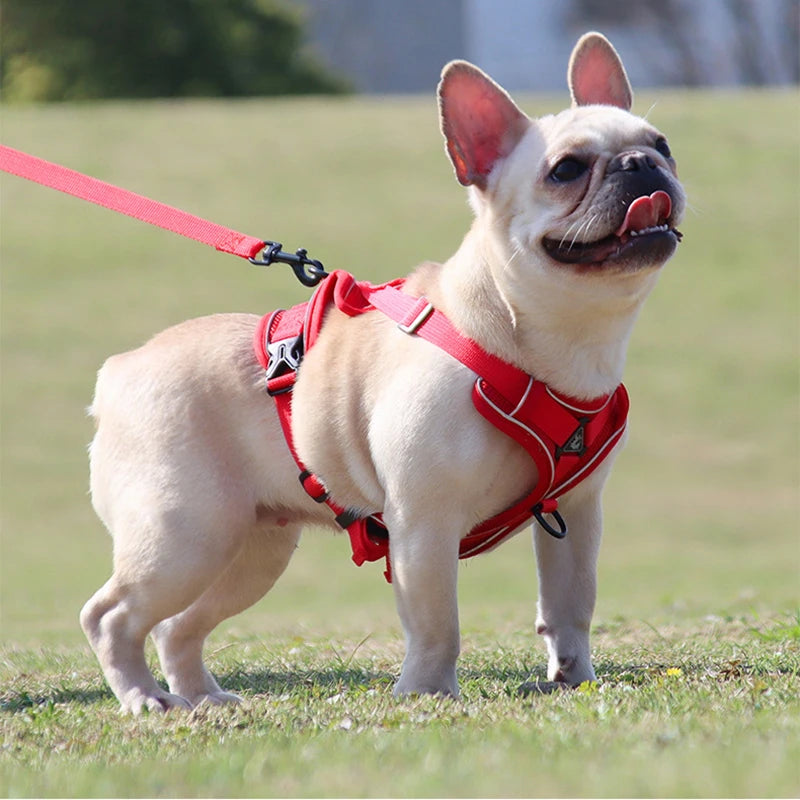 Cozy Cat Pet Harness and Leash