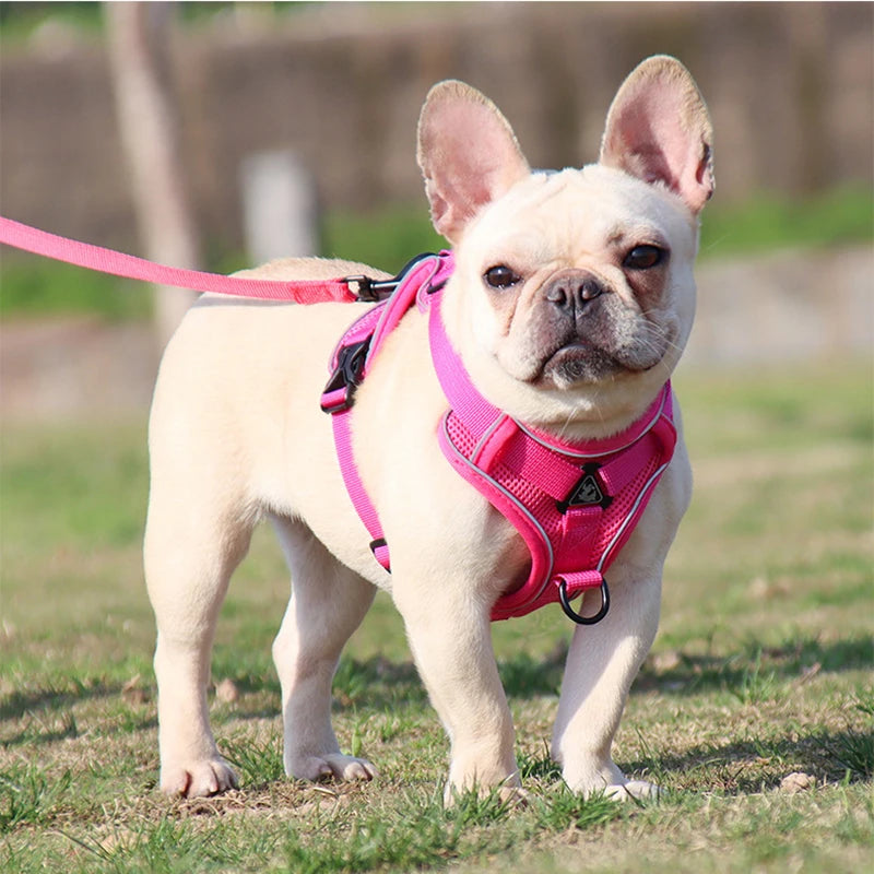 Cozy Cat Pet Harness and Leash