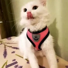 Cat Harness and Leash Set.