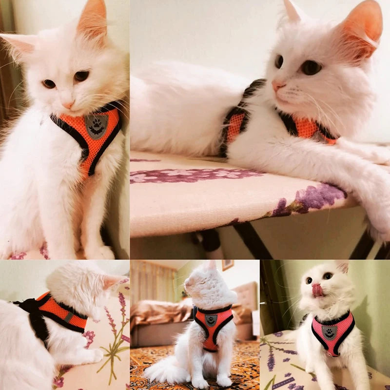 Cat Harness and Leash Set.