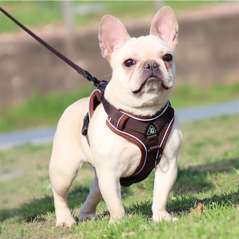 Cozy Cat Pet Harness and Leash