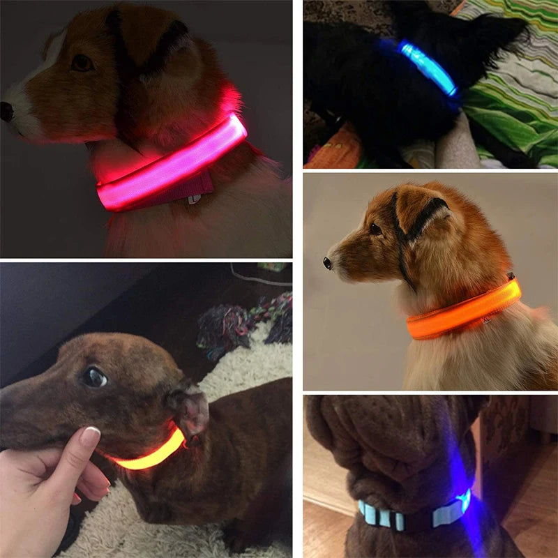 Safety Dog LED Collar.